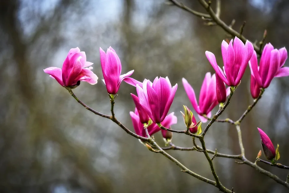 magnolia-3317190_960_720