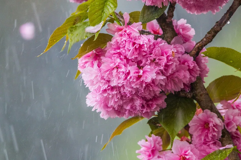 cherry-blossom-in-the-rain-3350533_960_720