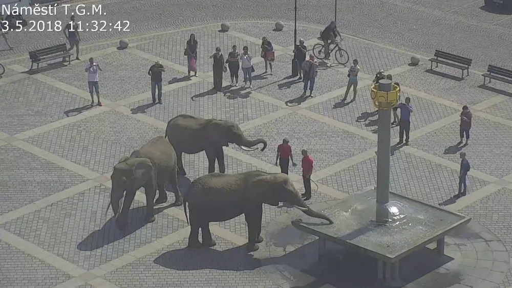 FOTO: Tři sloni se procházeli v centru města, způsobili chaos v dopravě