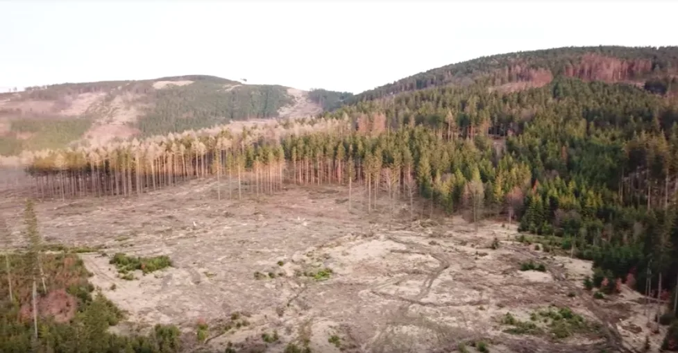 VIDEO: Snímky, z kterých mrazí. Dron se proletěl nad zdevastovanými jesenickými lesy kůrovcem