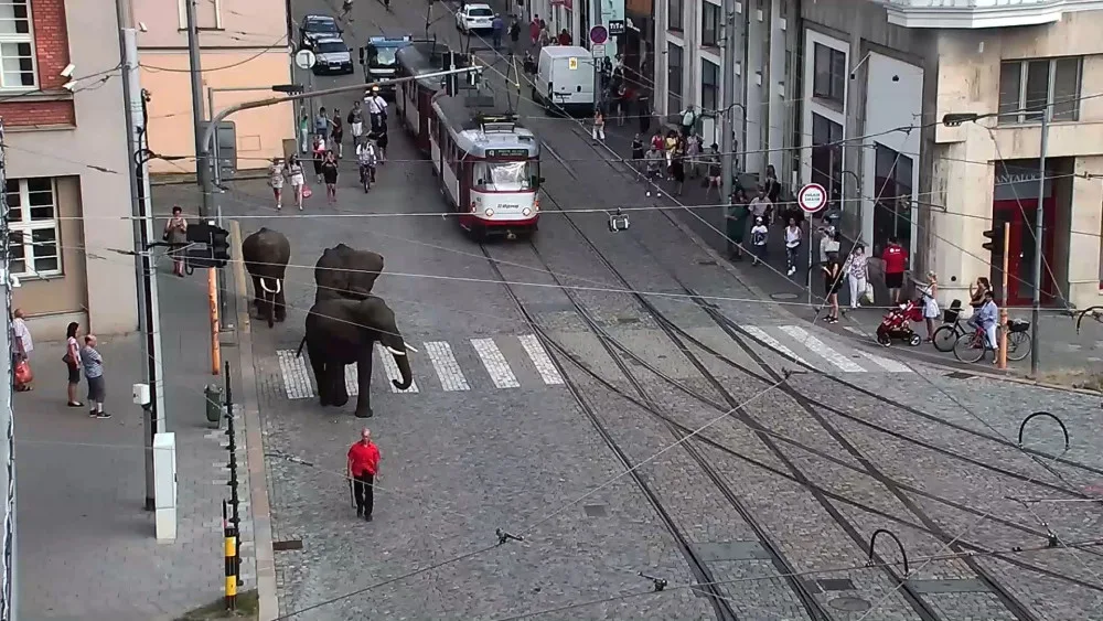 Sloni v centru města překvapili místní i turisty. Podle strážníků se celá akce obešla bez komplikací