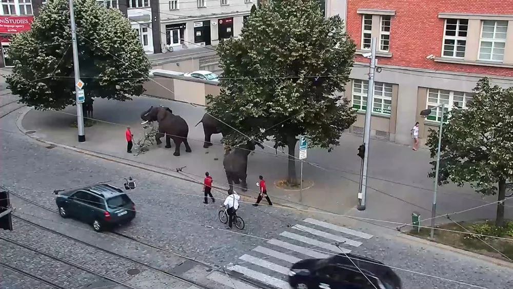 Sloni v centru města překvapili místní i turisty. Podle strážníků se celá akce obešla bez komplikací