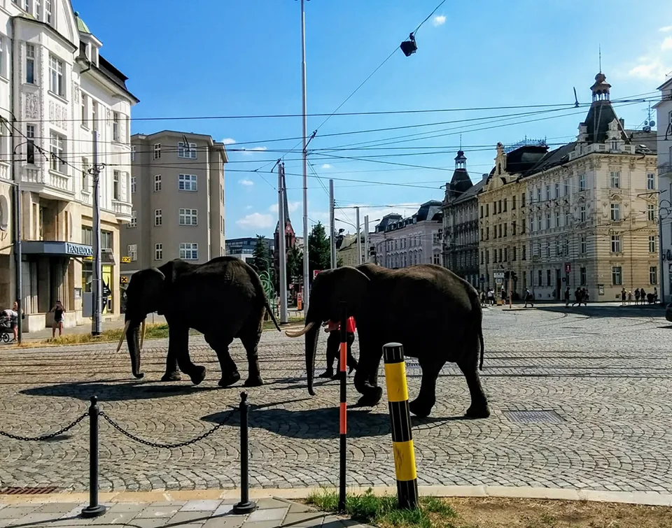 Sloni v centru města překvapili místní i turisty. Podle strážníků se celá akce obešla bez komplikací