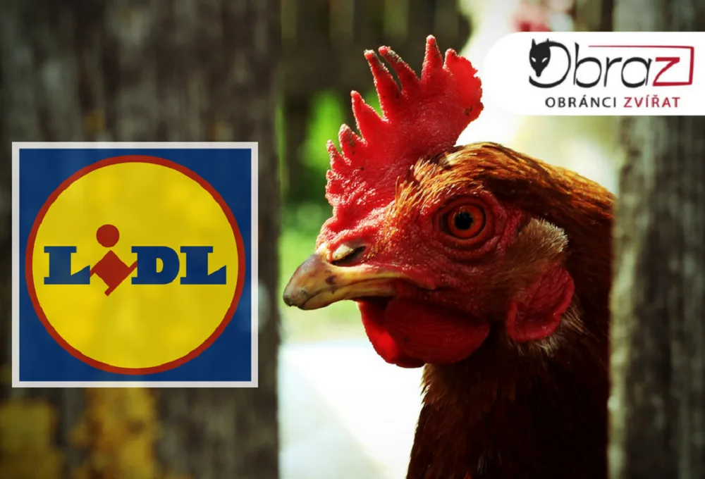 Lidl se po drsné reportáži České televize rozhodl skoncovat s prodejem vajec z klecových chovů