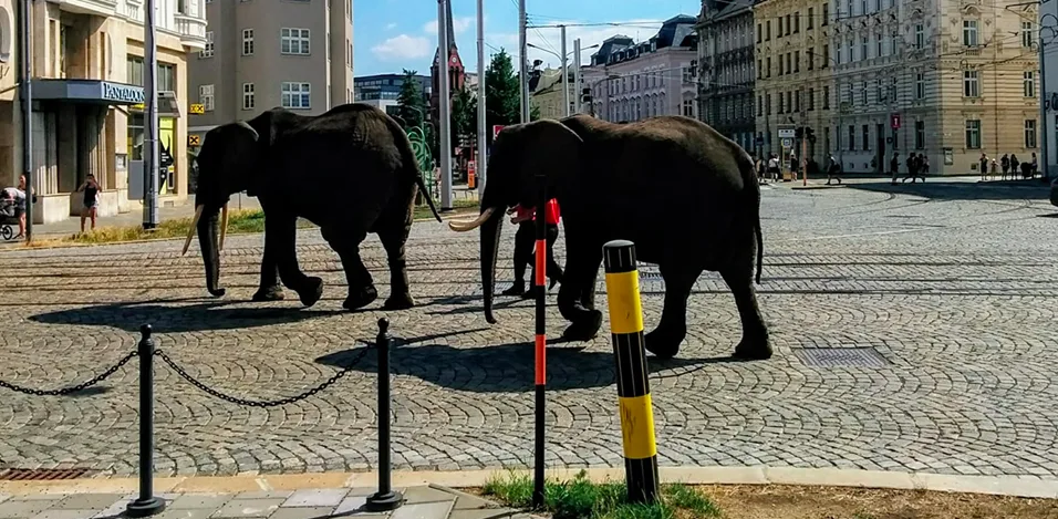 Cirkus dostal na popud organizace Hlas Zvířat za pochodující slony uprostřed města pokutu
