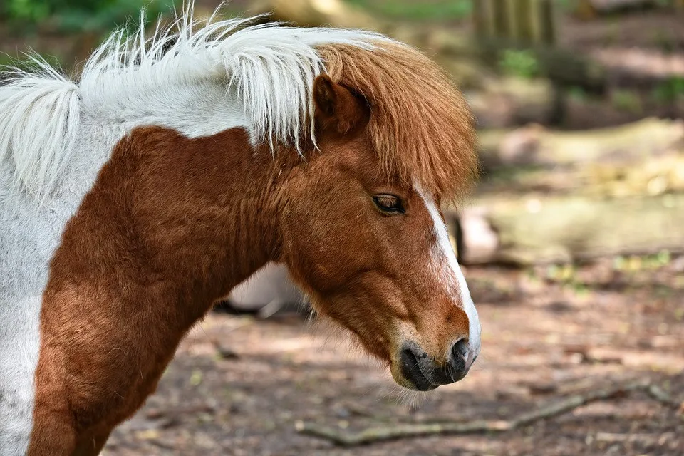 ilustrační fotografie