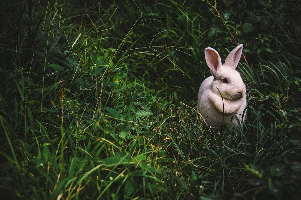 ilustrační fotografie