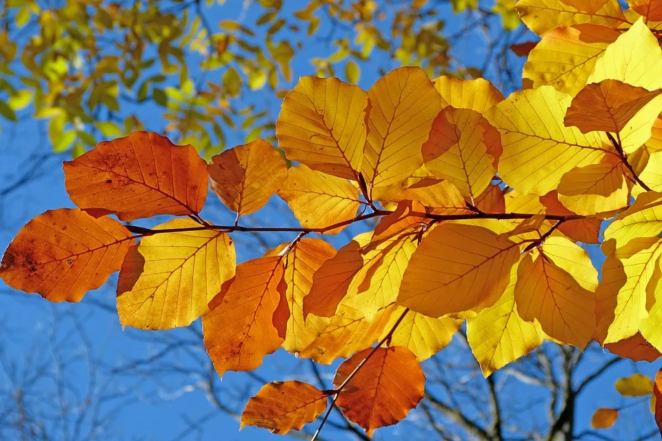 foliage-539413_960_720