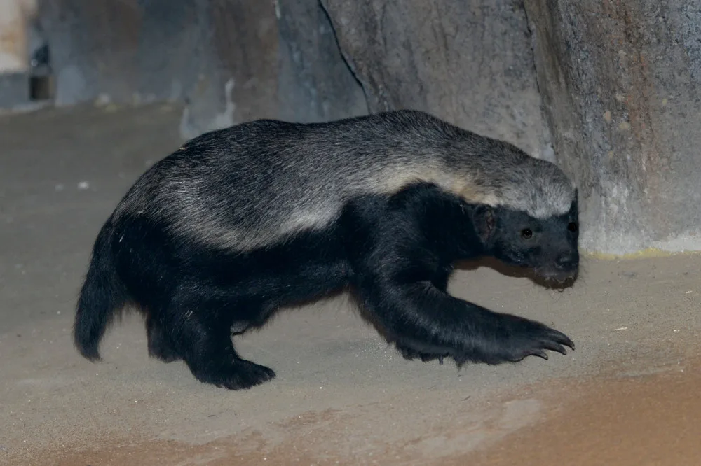 V olomoucké zoologické zahradě jsou k vidění medojedi. Najdete je v pavilonu Kalahari