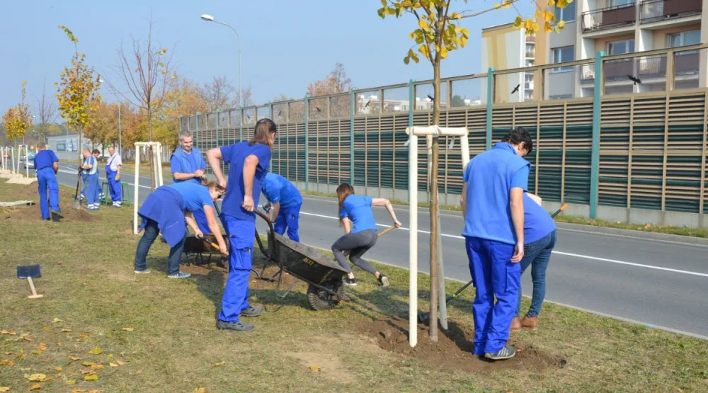 FOTO: V Prostějově vznikla nová lipová alej