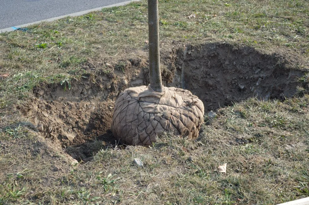 FOTO: V Prostějově vznikla nová lipová alej