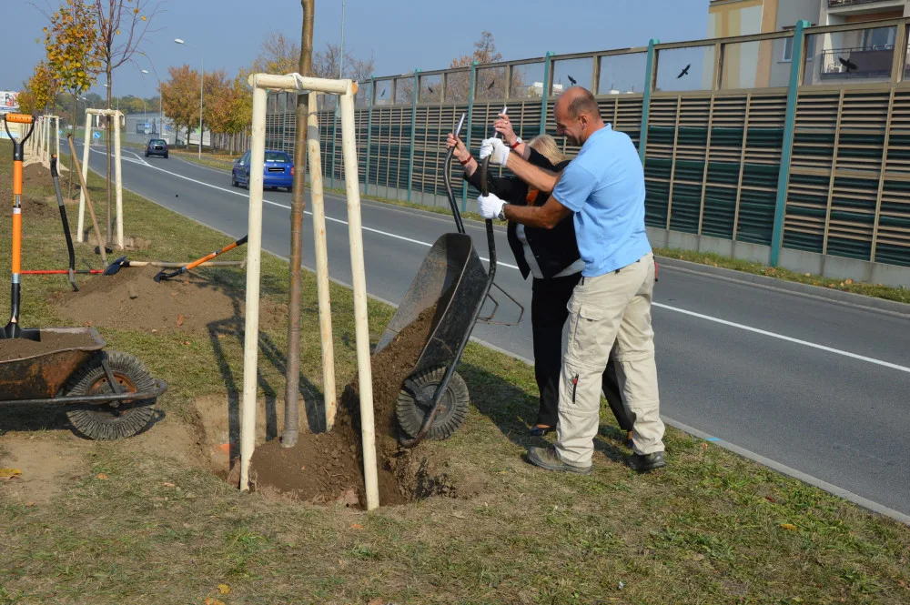 FOTO: V Prostějově vznikla nová lipová alej