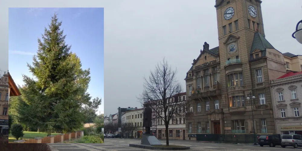 Prostějov hledá jméno vánočního stromu, bude jím douglaska tisolistá z Vrahovic