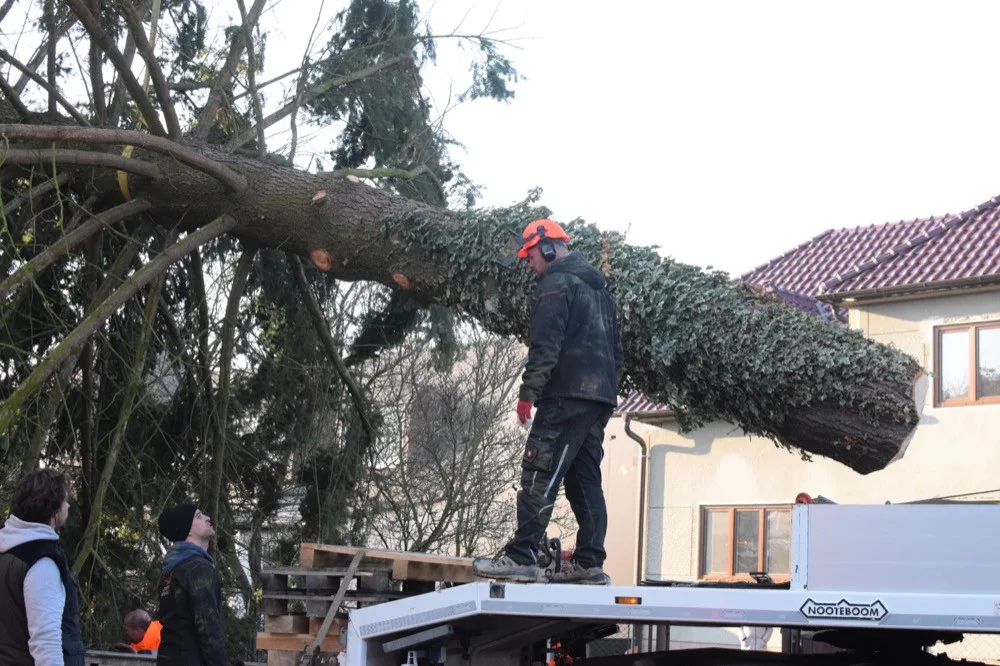 FOTO/VIDEO: Na náměstí už stojí vánoční stromeček. Jméno se dozvíme při pátečním rozsvěcení
