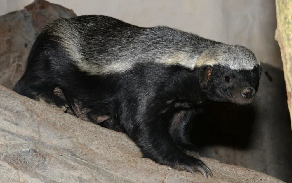 FOTO/VIDEO: Medojedi si zvykají v olomoucké zoo, která představila nový baobab