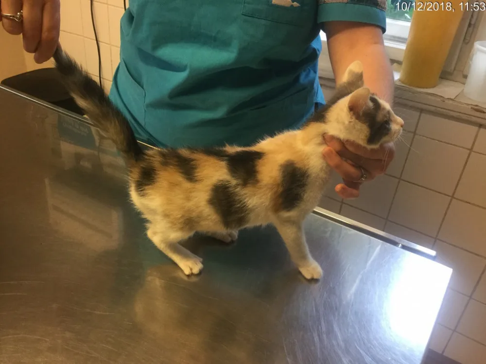 Strážníci našli v krabici u popelnic kotě. Předali ho veterináři