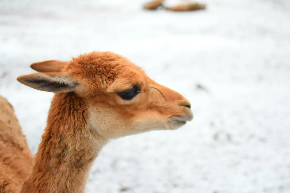 Den s ošetřovatelem: Zoo má dvě tváře. Ta druhá se ukazuje, když jdeme domů