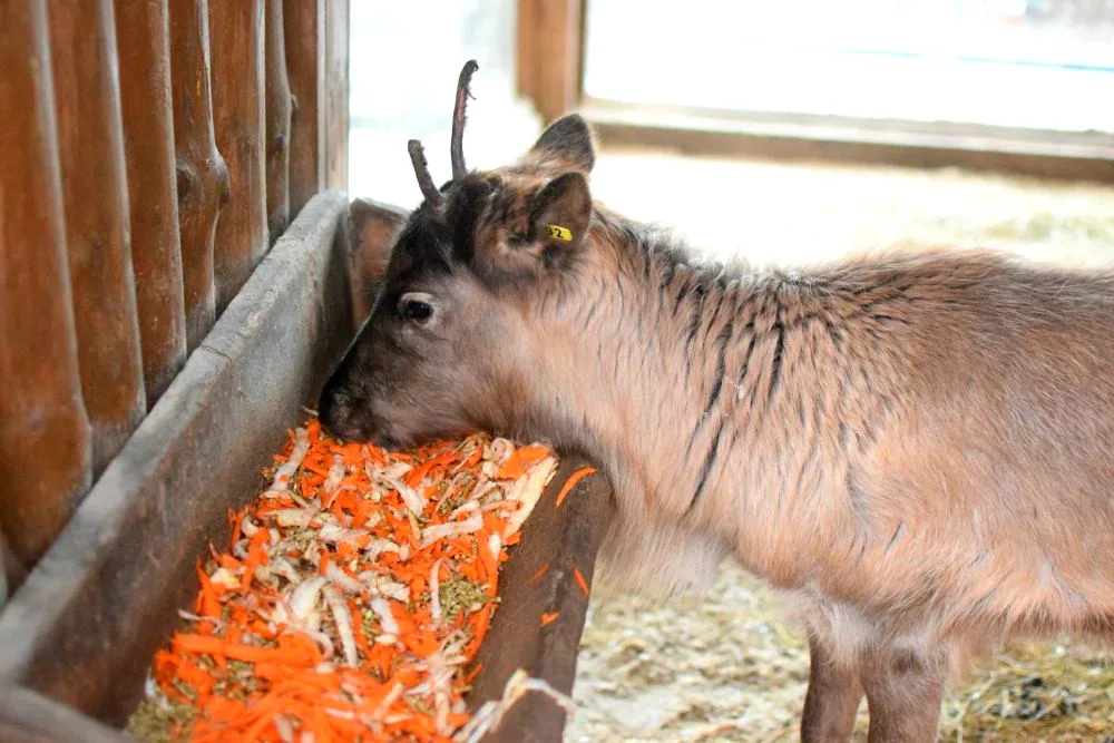 Den s ošetřovatelem: Zoo má dvě tváře. Ta druhá se ukazuje, když jdeme domů