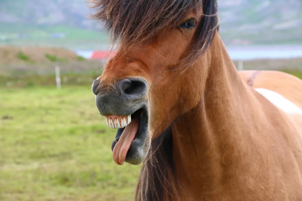 ilustrační foto