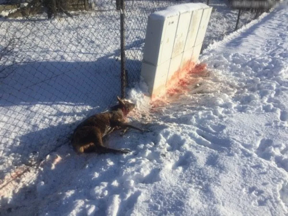 Ženě při venčení utekl ridgeback. Srnku, kterou pes dávil, musel zabít přivolaný myslivec