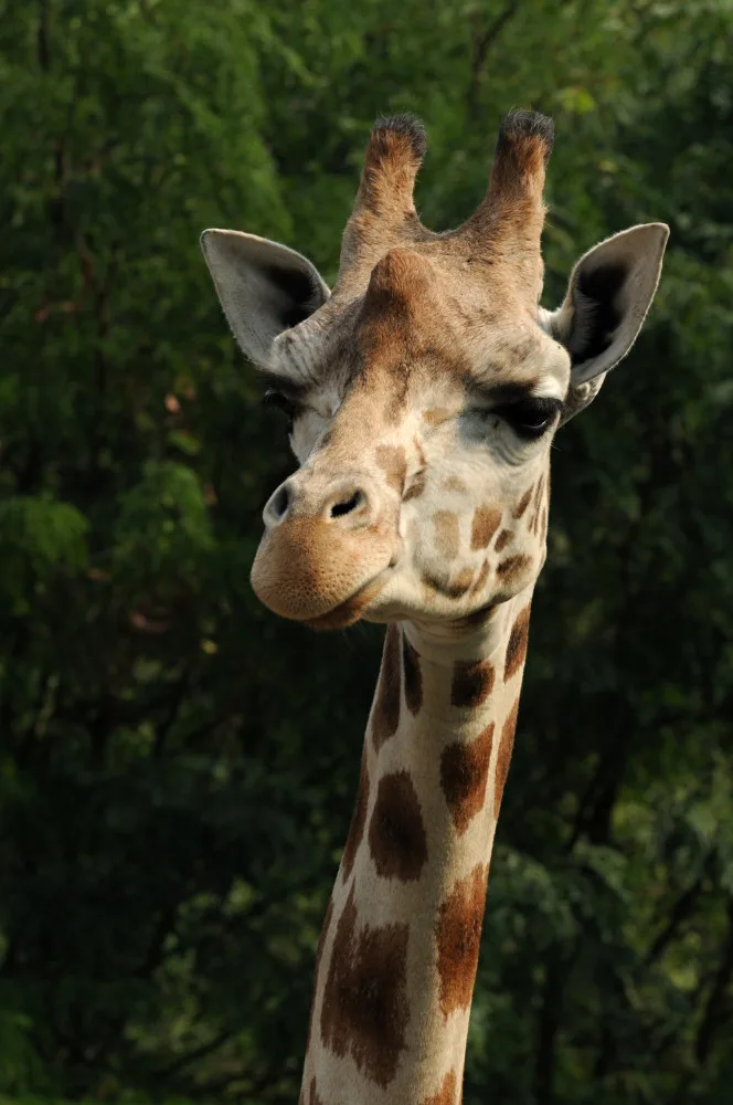 Nejstarší žirafa Zaira z olomoucké zoo musela být kvůli nemoci utracena