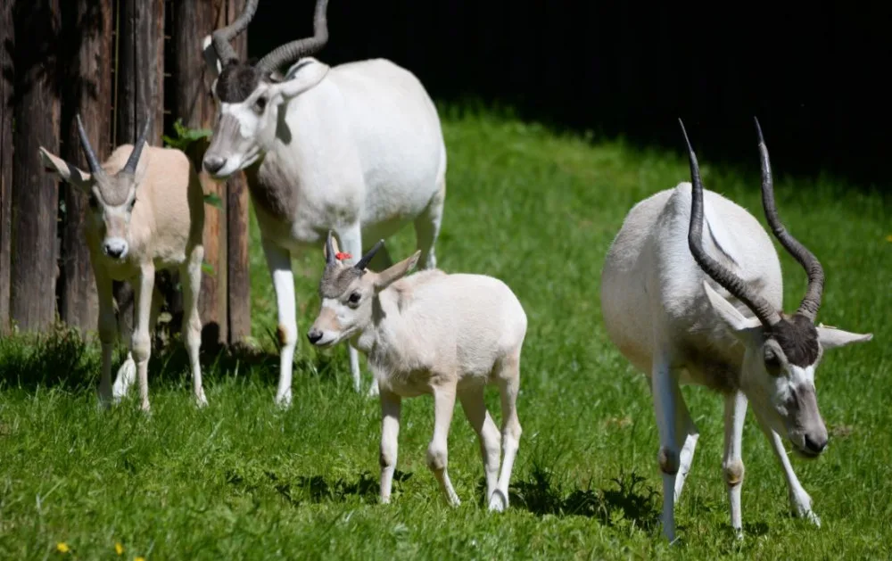 V olomoucké zoo se narodila mláďata kriticky ohroženého adaxe