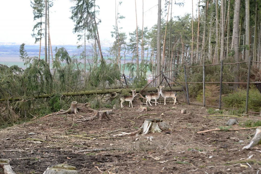 AKTUÁLNĚ: Olomoucká zoo dnes poprvé po kalamitě otevřela