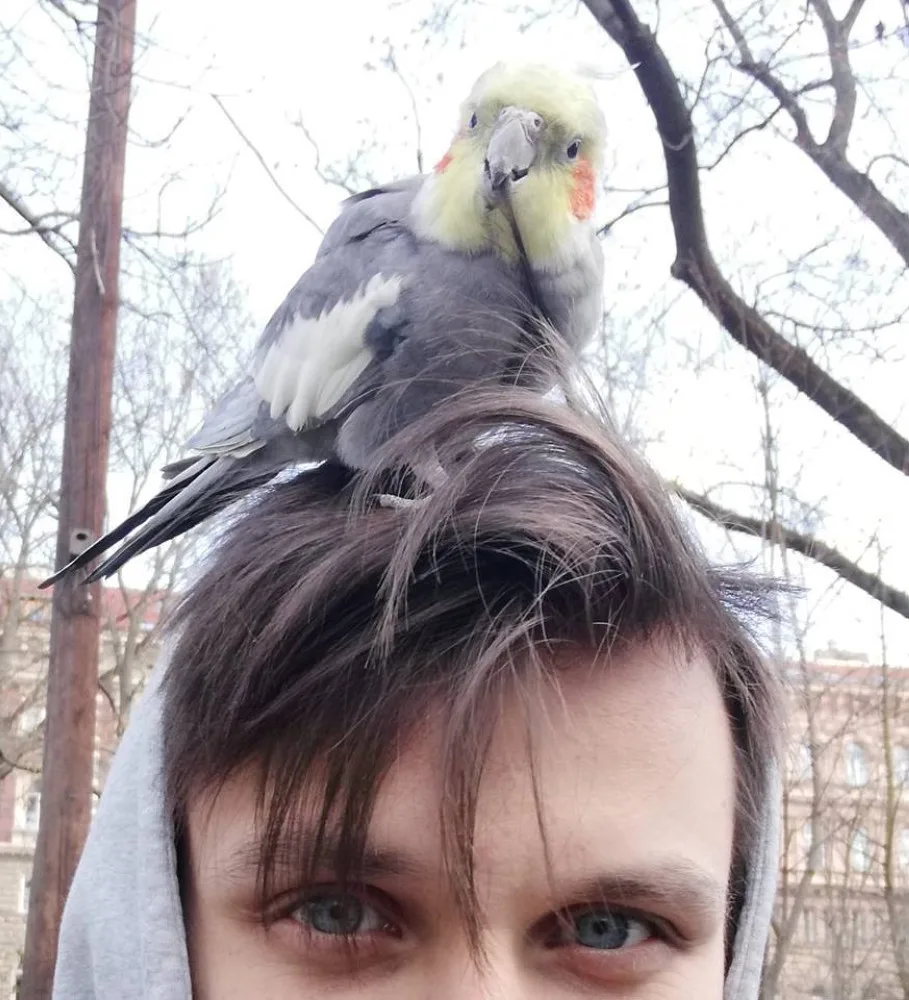 Muži přistál na rameni neznámý papoušek. Strážníci ho převezli do odborné veterinární péče