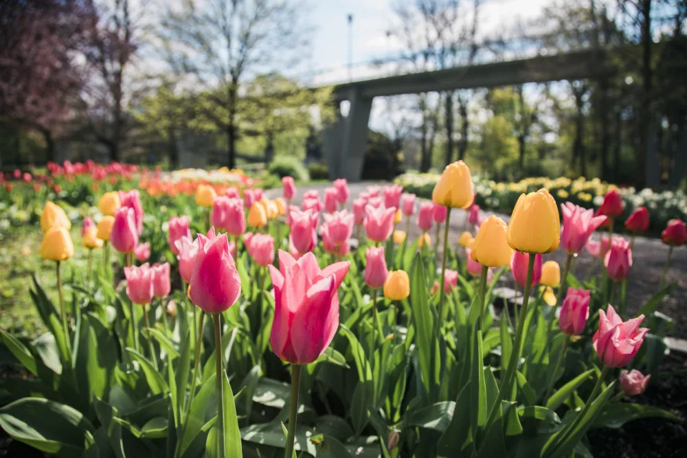 Jarní Flora Olomouc láká na spojení květin a skla