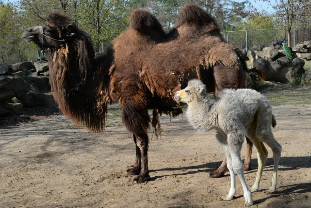 FOTO: V olomoucké zoo se téměř po dvaceti letech narodilo mládě velblouda