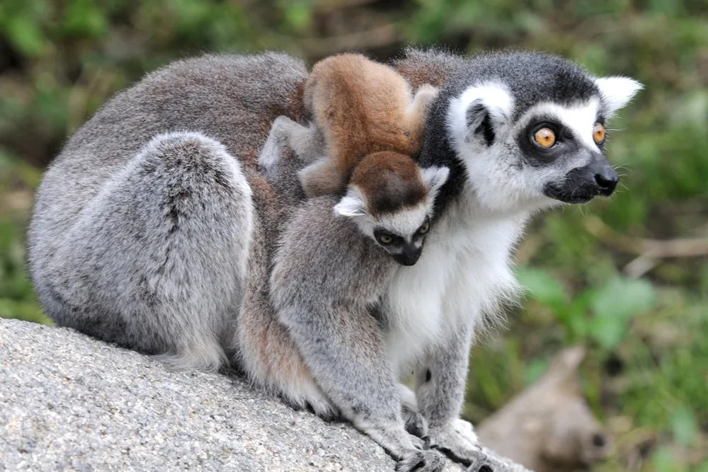 Olomoucká zoo pro své návštěvníky chystá pokračování soutěžní hry
