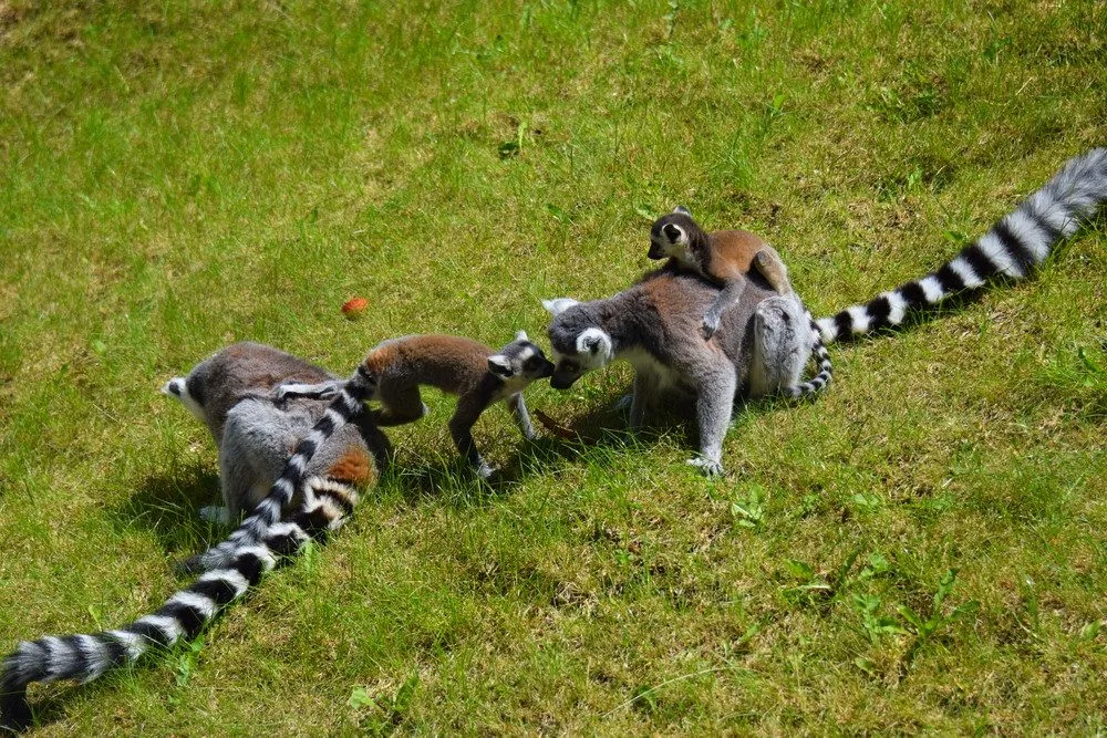 FOTO/VIDEO: Olomoucká zoo dnes poprvé ukázala nové lemuří přírůstky