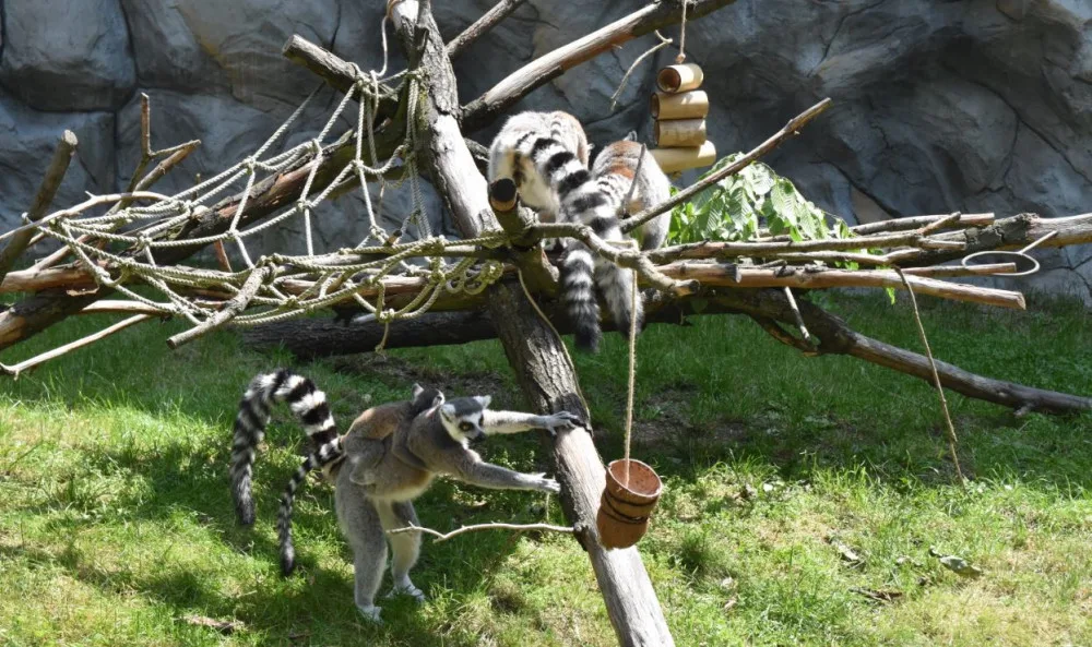 FOTO/VIDEO: Pletence z hadic i bambusové tubusy. Dobrovolníci vyráběli hračky zvířatům do zoo