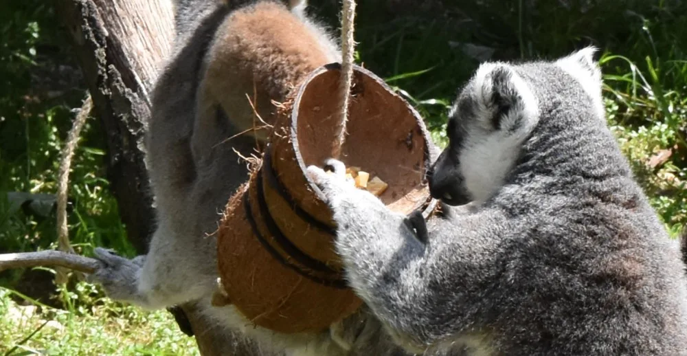 FOTO/VIDEO: Pletence z hadic i bambusové tubusy. Dobrovolníci vyráběli hračky zvířatům do zoo