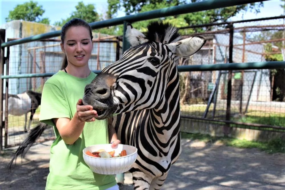 FOTO/VIDEO: V olomoucké zoo mají nového zebřího samce. Kayes přijel z Plzně