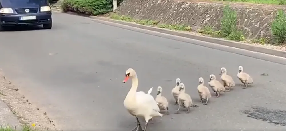 VIDEO: Labutě se potřebovaly dostat k rybníku. Řidiči kvůli nim zastavili