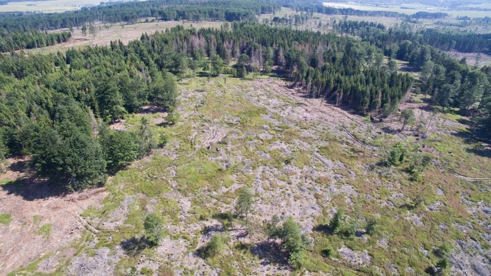 FOTO/VIDEO: Oslabené lesy napadá kůrovec. Dobrovolníci dostanou sazenice a pomohou s výsadbou