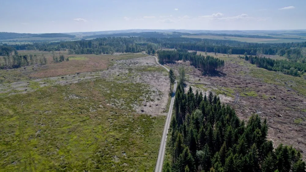 FOTO/VIDEO: Oslabené lesy napadá kůrovec. Dobrovolníci dostanou sazenice a pomohou s výsadbou