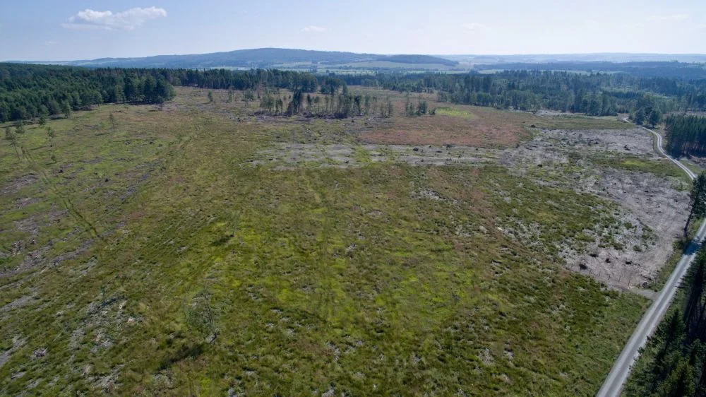 FOTO/VIDEO: Oslabené lesy napadá kůrovec. Dobrovolníci dostanou sazenice a pomohou s výsadbou