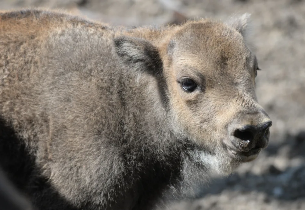 Zoo má dva nové zubříky. V Olomouci se od roku 2013 odchovalo sedm zubrů