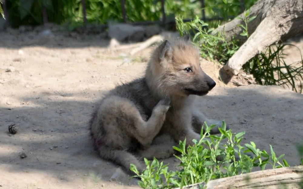 FOTO: Mladí vlci v olomoucké zoo poprvé opustili noru. Podívejte se