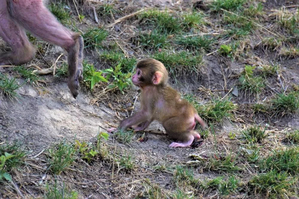 FOTO/VIDEO: V olomoucké zoo se narodila tři mláďata makaka červenolícého