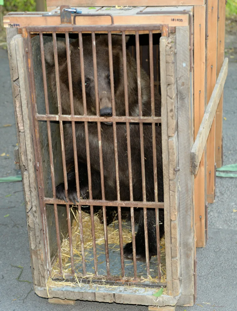 FOTO/VIDEO: Medvědi, kteří byli zabaveni na letišti, odjeli z Olomouce do Českého Krumlova