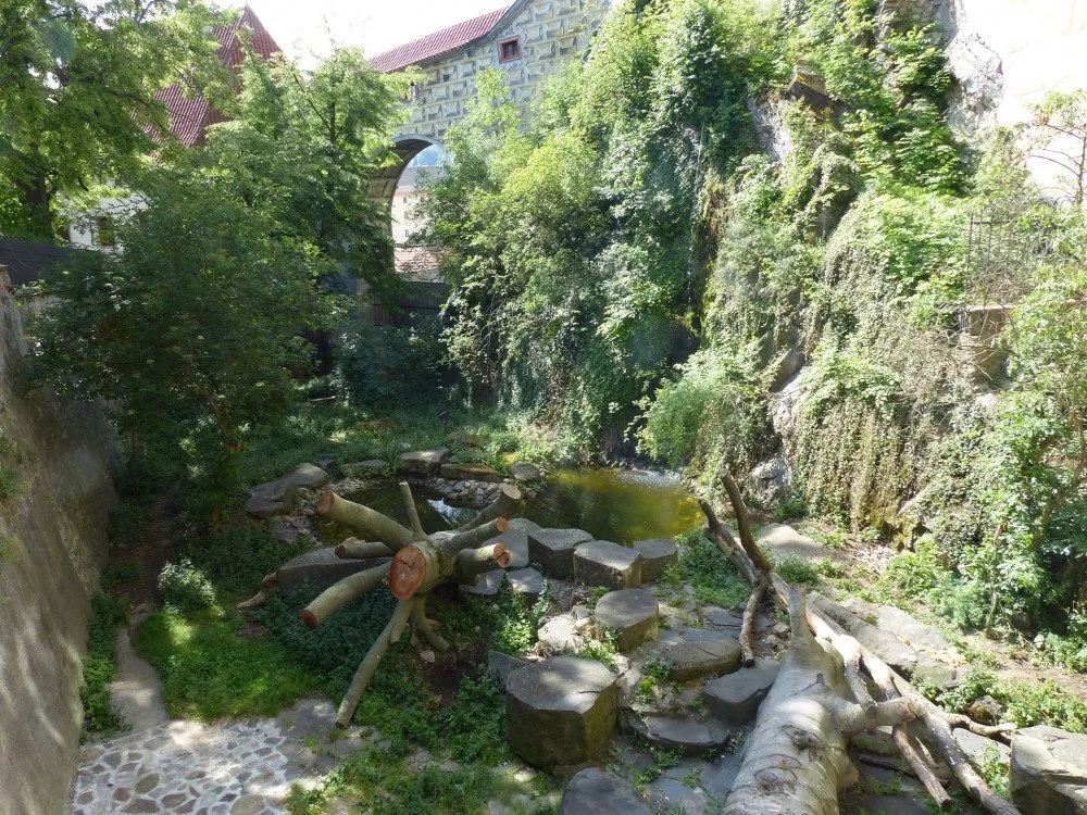 FOTO/VIDEO: Medvědi, kteří byli zabaveni na letišti, odjeli z Olomouce do Českého Krumlova