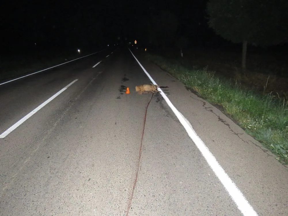 Srna vběhla řidiči před auto, ten už nedokázal střetu zabránit a zvíře srazil
