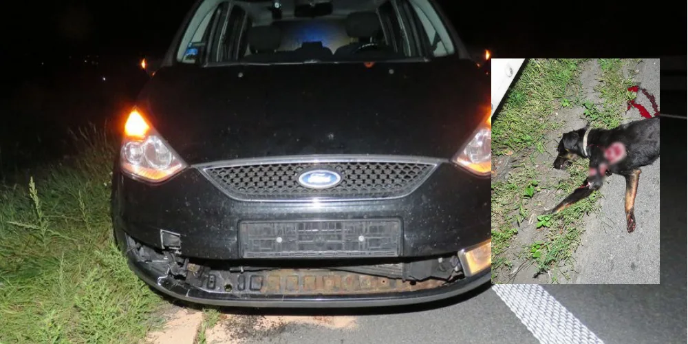 Řidičce na dálnici vběhl před auto pes, zvíře po střetu na místě uhynulo