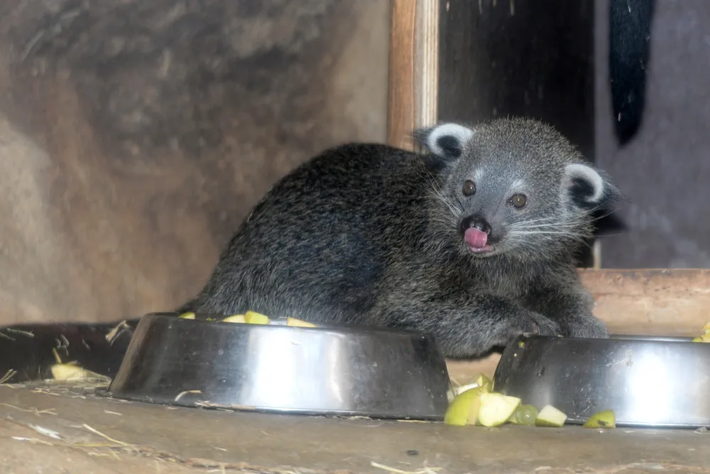 FOTO: V olomoucké zoo se narodila dvě mláďata binturonga