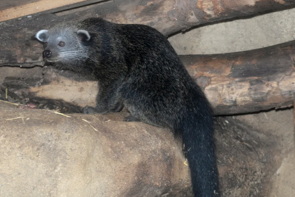 FOTO: V olomoucké zoo se narodila dvě mláďata binturonga
