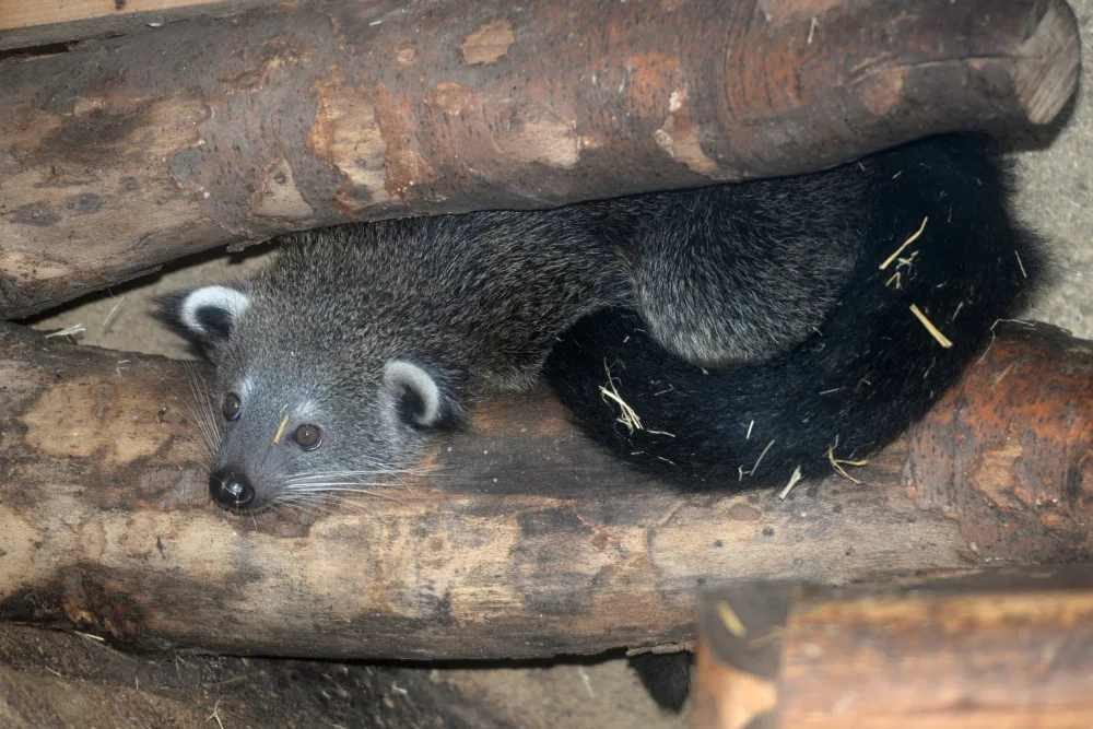 FOTO: V olomoucké zoo se narodila dvě mláďata binturonga