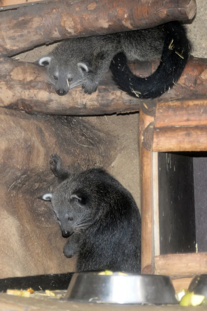 FOTO: V olomoucké zoo se narodila dvě mláďata binturonga